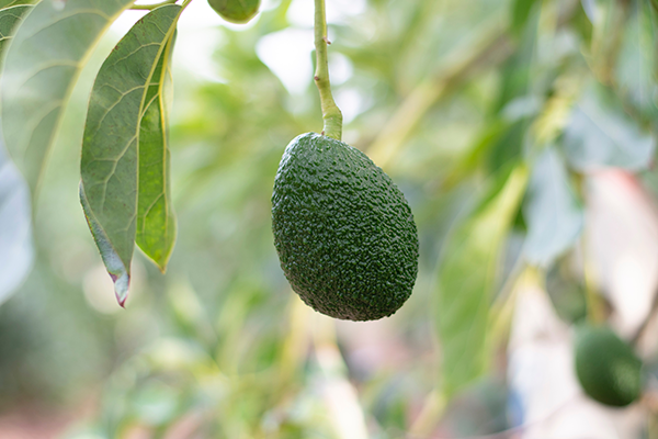 avocado bio